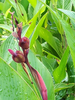 Feuilles et fruits de Canna - image/jpeg